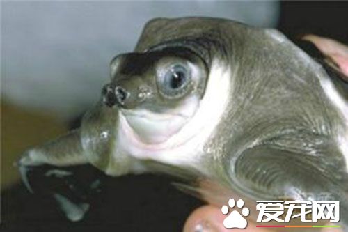 猪鼻子龟好养吗 猪鼻子龟饲养需要注意的事项