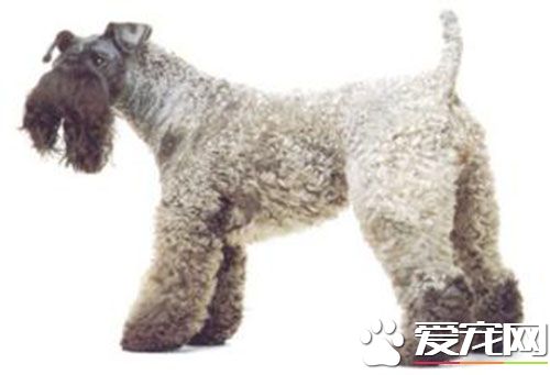 凯利蓝梗的价格 凯利蓝梗差不多在1800元左右