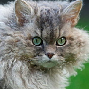 四种卷毛猫之一的塞尔凯克卷毛猫图集图片