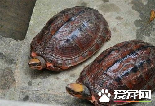 哪种乌龟最好养 家里比较适合养草龟