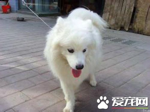 萨摩耶犬多少钱一只幼仔 萨摩耶犬大概在3000左右