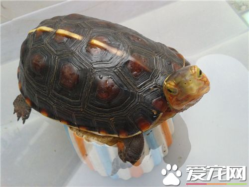 黄缘龟寿命 寿命一般为40年到60年不等