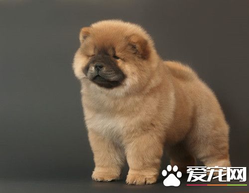 怎么样辨别松狮犬 松狮犬的耳朵比较小呈现三角形