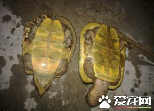 家里养乌龟好吗 什么样的人适合在家中养龟