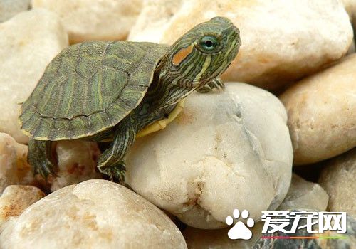 家里适合养什么龟 并不是所有龟适合家养