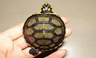 忍者龟怎么养 饲养忍者龟其实并不难