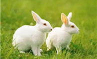 兔子脱毛怎么办 给兔子补充微量元素