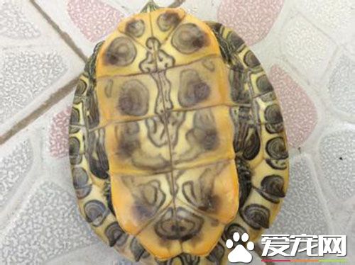 养乌龟用什么水 有些乌龟可以用自来水饲养