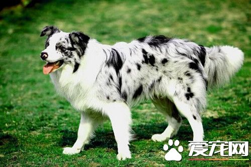 怎么分辨边境牧羊犬 边牧的耳朵多是半立的