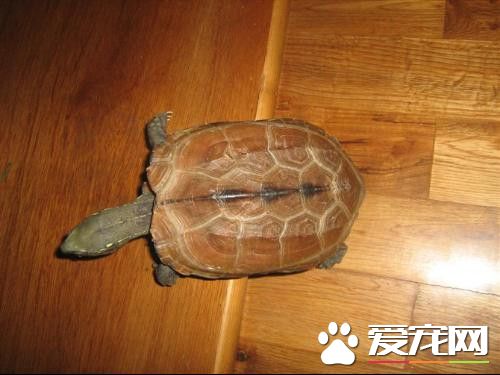 家庭养什么龟 巴西龟是一个不错的选择