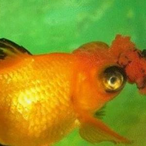 铁包金文鱼球图片