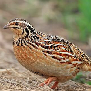 鹌鹑图片