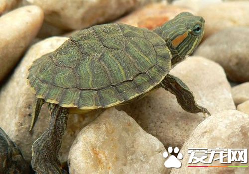 家里养龟好不好 家里养龟有着化煞作用