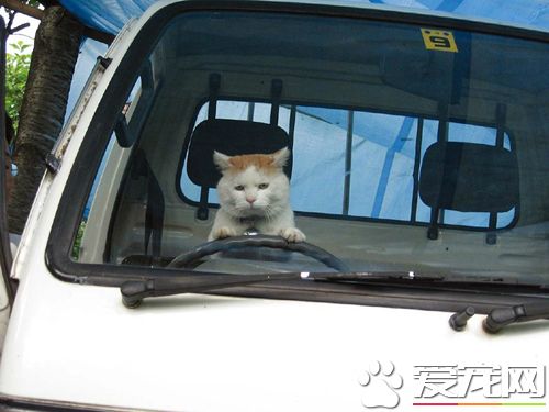 生活艰难，为了小鱼干喵也要出来开车糊口了