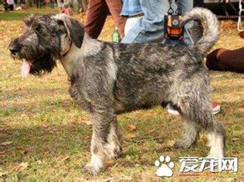 巨型雪纳瑞的价格 大部分雪纳瑞都在800以上