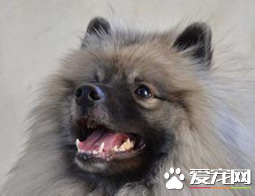 荷兰毛狮犬什么价格 参考价在1000元左右