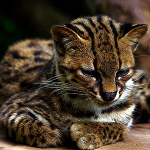 大多在夜晚活动且具有领地性的虎猫图集图片
