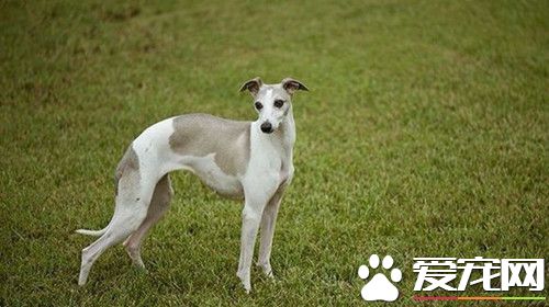 怎样训练惠比特回叼 惠比特的特征及驯养