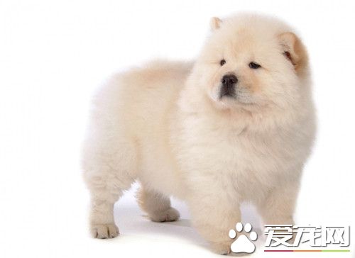 怎么看是纯种松狮犬 看清松狮的舌头是紫色的