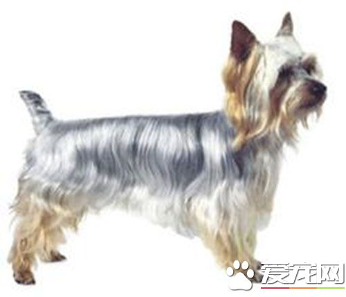 澳洲丝毛梗的价格 澳洲丝毛梗的价格在2000到25000元