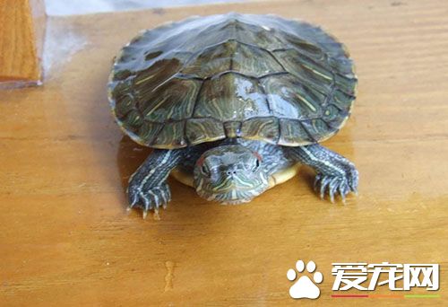 养什么龟好 墨龟是常见的易养活的龟种