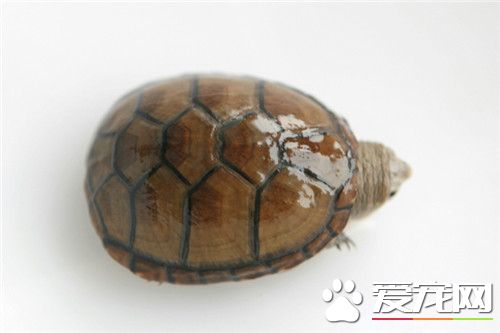 养龟有什么寓意 养龟会给人们带来好运