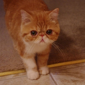 可爱表情与圆滚滚体型结合的加菲猫图集图片