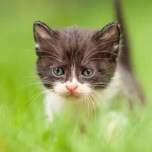 身体较大且尾巴较长的中华田园猫图片集图片