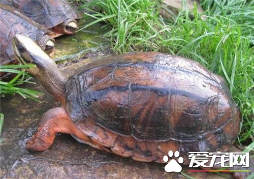 乌龟养单数还是双数 养龟种类不要过多