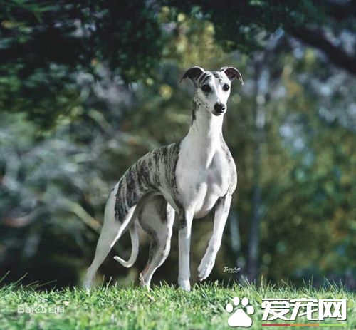 怎样训练惠比特盯光 出生后的5个月适合训练