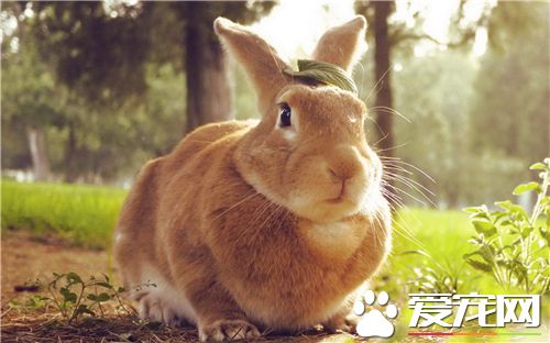 野兔子多少钱一只 几十块钱就可以买到