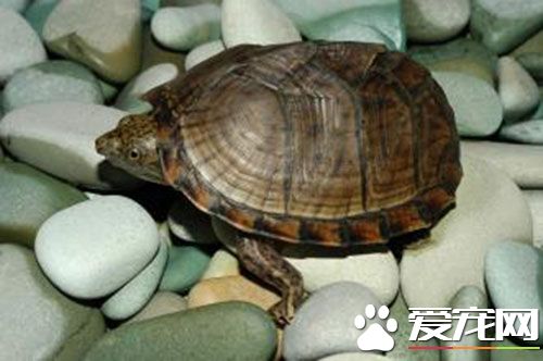 冬天怎么养乌龟 乌龟冬眠后应注意的问题