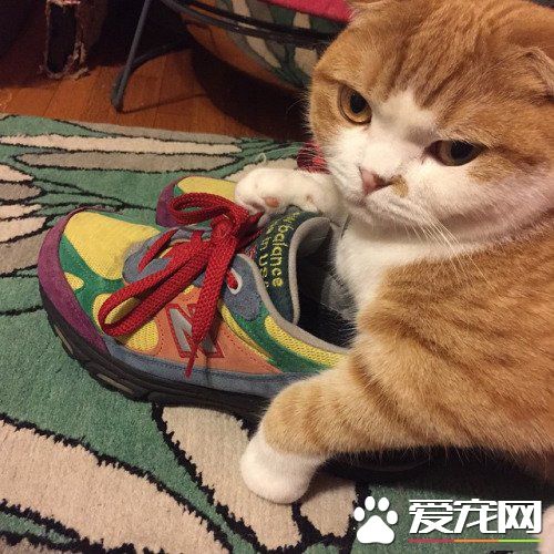 主银的臭鞋就让本喵来守护吧