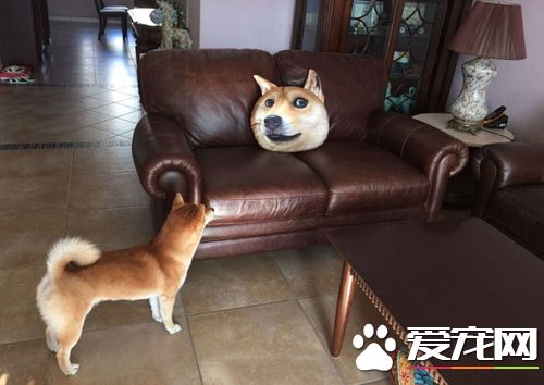 喂，兄弟，你占我地盘了