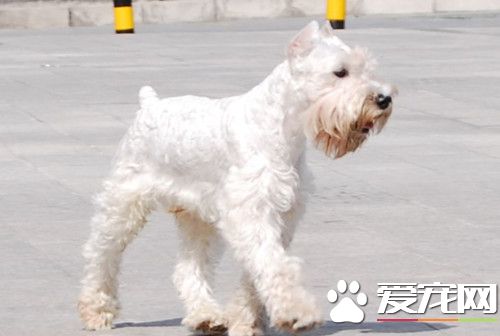 怎么分辨白色雪纳 雪纳瑞犬的颜色及性格