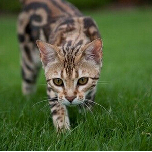 一种体形十分匀称且头圆吻短的豹猫图片合集图片