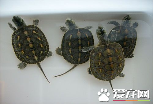 珍珠龟好养吗 想要上手易需先提前了解