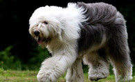 古代英国牧羊犬掉毛程度 形态特征及背毛情况