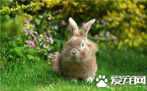 兔子得了鼻炎怎么办 兔子得了鼻炎的治疗