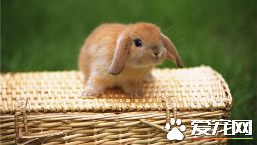 兔子球虫病怎么预防 兔子球虫病如何治疗