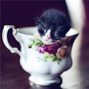 袖珍迷你猫咪茶杯猫的图集图片