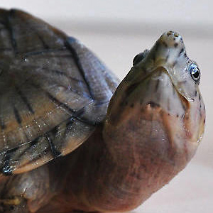 刀背麝香龟图片