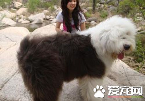 古代英国牧羊犬多少钱 价格在1800到2000元