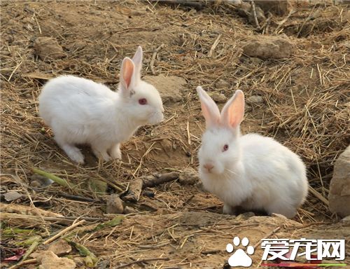 兔子中耳炎怎么治疗 怎样预防兔子不患耳疾
