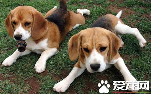 巴吉度猎犬与比格区别 二者有怎样的形态特征