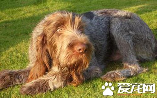 史毕诺犬价格 史毕诺犬价格是1000到5000元