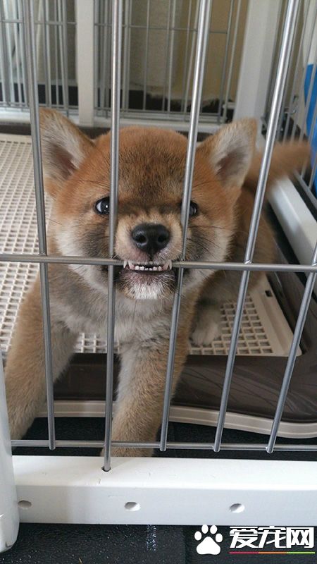 本汪锋利的牙齿看到没，再不放我出来就咬你哦