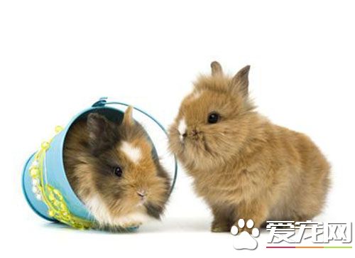 兔子的皮肤病怎么治 兔子皮肤病预防及治疗方法