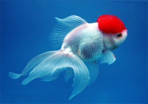 金鱼是动物吗 带大家了解金鱼的信息