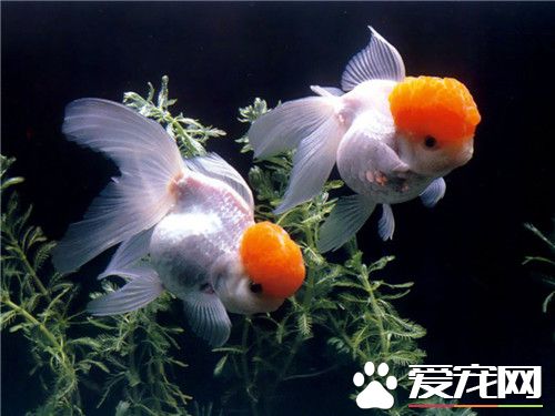 金鱼为什么养不大 这和你的饲养方式有关